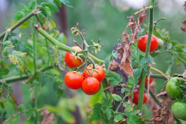 Pequeños tomates sabrosos en las ramas que crecen en un invernadero en un jardín.