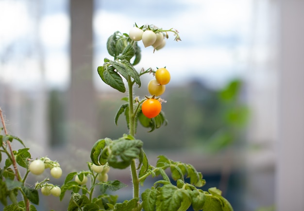 Pequenos tomates verdes e maduros crescendo no parapeito da janela. Mini-vegetais frescos na estufa em um galho com frutas verdes. Frutas jovens no mato. Frutos amarelos de tomate em um galho