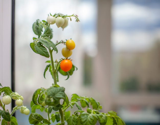 Pequeños tomates verdes y maduros que crecen en el alféizar de la ventana. Mini verduras frescas en invernadero en una rama con frutos verdes. Frutos tiernos en el monte. Frutos amarillos de tomates en una rama