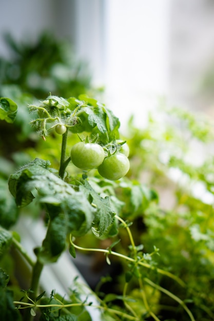 Pequeños tomates verdes en un primer plano de rama