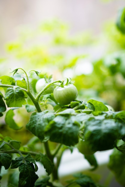 Pequeños tomates verdes en un primer plano de rama