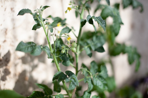 Pequeños tomates verdes que crecen en el alféizar de la ventana frutos jóvenes en bush