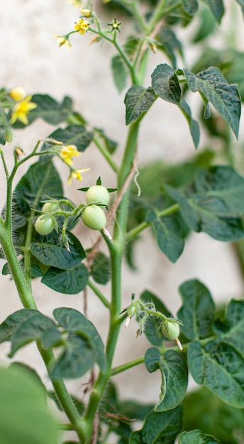 Pequeños tomates verdes que crecen en el alféizar de la ventana. Mini verduras frescas en invernadero en una rama con los frutos verdes. El arbusto de verduras inmaduras en los tallos. Fruta joven en arbusto.