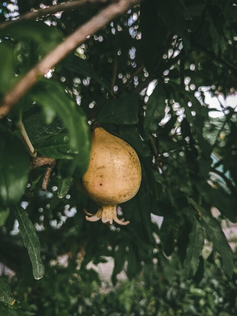 Una pera amarilla cuelga de un árbol en el jardín.