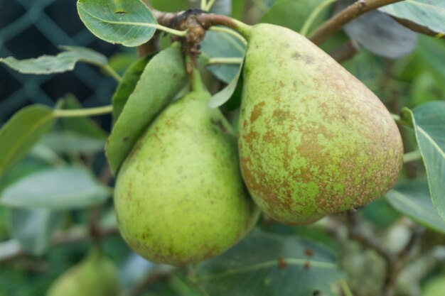 Pera en árbol