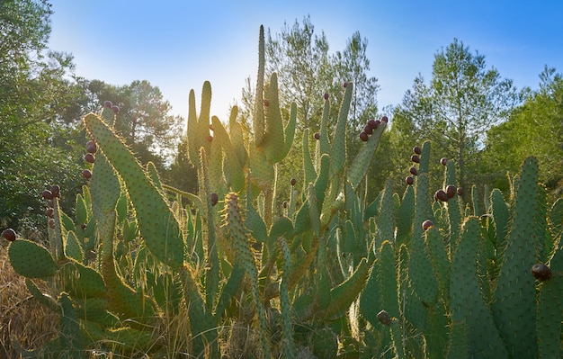 pêra espinhosa selvagem na planta nopal no Mediterrâneo