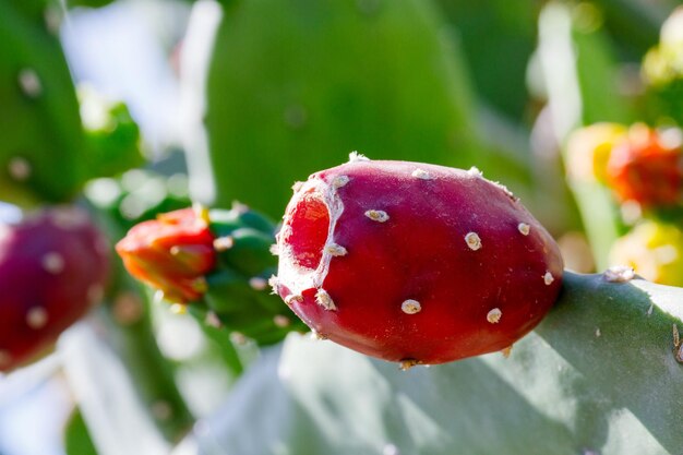 Foto pera espinhosa vermelha ou fruta de cacto