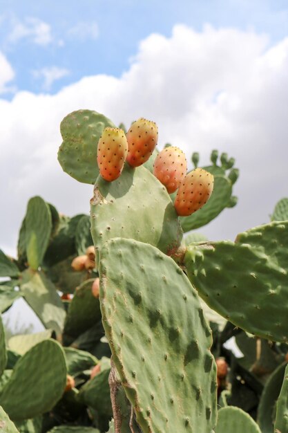 La pera espinosa explora la resiliencia y la dulzura de la Opuntia ficusindica