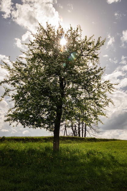 Pera florescendo nos raios do sol