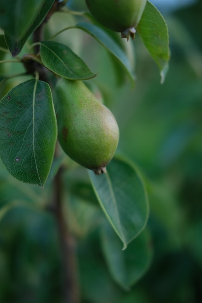 Pêra madura crescendo em uma árvore com folhas verdes sobre fundo verde desfocado