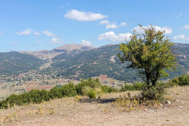 Pera selvagem Pyrus communis cresce nas montanhas