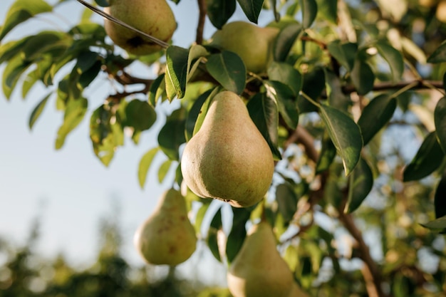 Pera suculenta e saborosa pendurada no galho de árvore no jardim de frutas de verão como conceito orgânico saudável de fundo natural Colheita de frutas maduras