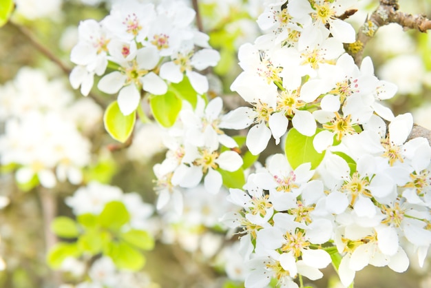 Peral en flor en flores blancas y fondo verde