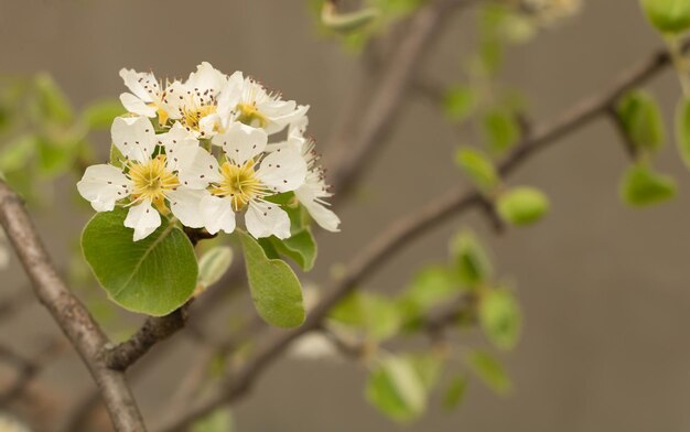 Peral en flor con flores blancas