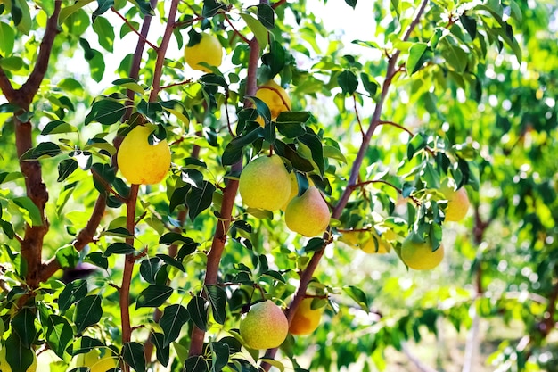 Peral a la luz del sol en el jardín. Cosecha de peras