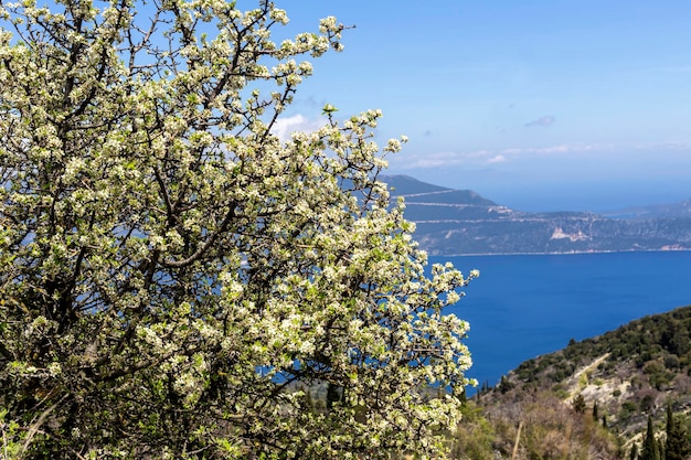 El peral Pyrus communis florece en las montañas