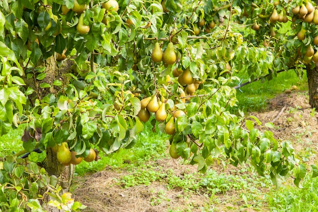 Perales cargados de fruta en un huerto al sol