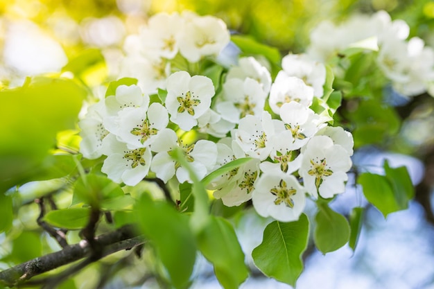 Perales con flores de primavera