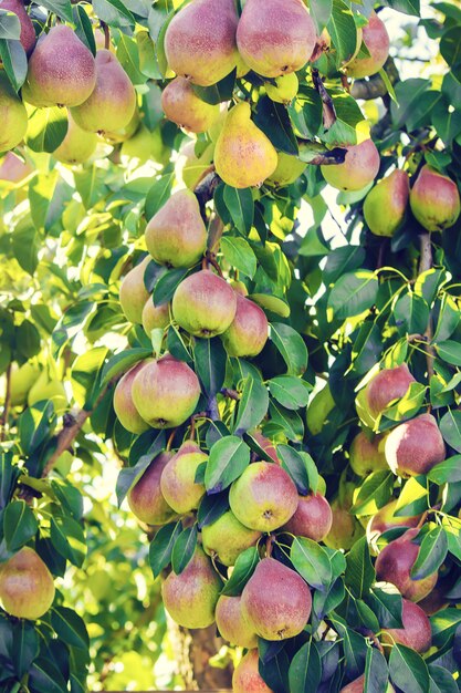 Peras en el árbol. Enfoque selectivo comida y bebida.