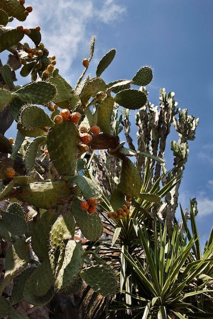 Peras espinhosas de Itália Sicília Castelmola Taormina no campo siciliano