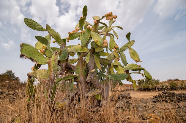 Peras espinhosas (Opuntia ficus-indica)