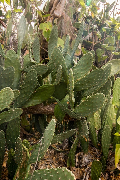 Peras espinhosas (Opuntia ficus-indica)