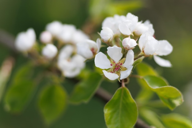 Peras floridas no jardim closeup