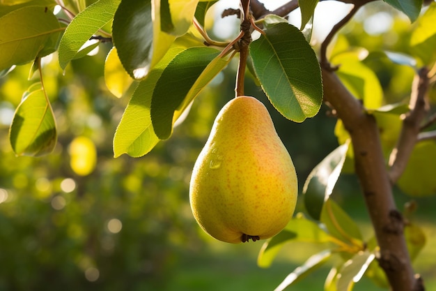 Peras frescas en un árbol de jardín