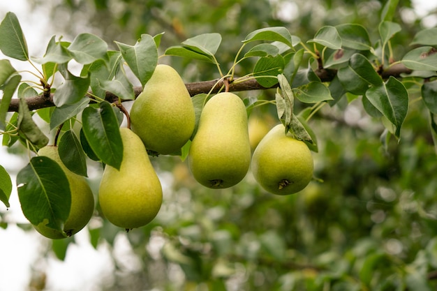 peras frescas de jardín en una rama