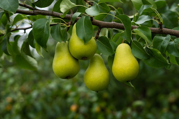 peras frescas de jardín en una rama