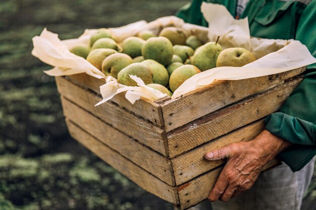 Foto peras frescas nas mãos dos homens. peras perfumadas suculentas em uma caixa de madeira. comida saudável. colheita de peras.