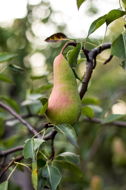 Peras jugosas frescas en la rama de un árbol de pera. Peras ecológicas en medio natural