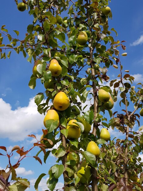 Las peras maduran en un árbol de peras en un jardín