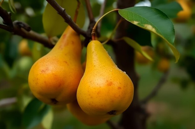 Peras maduras amarelas no galho no jardim de verão geram Ai