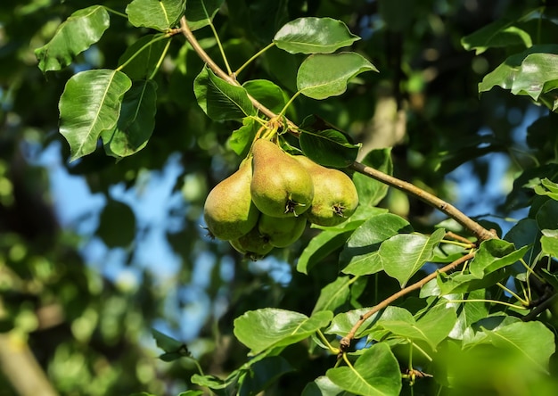 Peras maduras en el árbol en el jardín