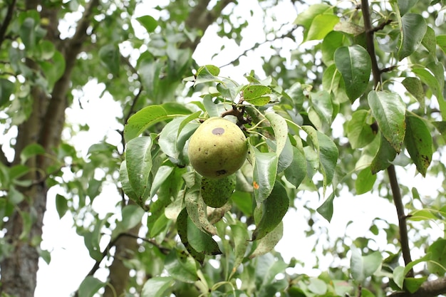 Peras maduras en un árbol en la naturaleza