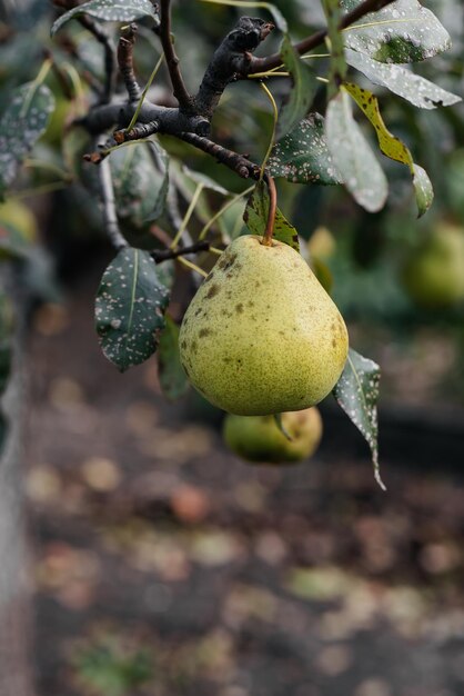 Las peras maduras crecen en los árboles del jardín Agricultura y alimentos orgánicos saludables Agricultura natural y respetuosa con el medio ambiente