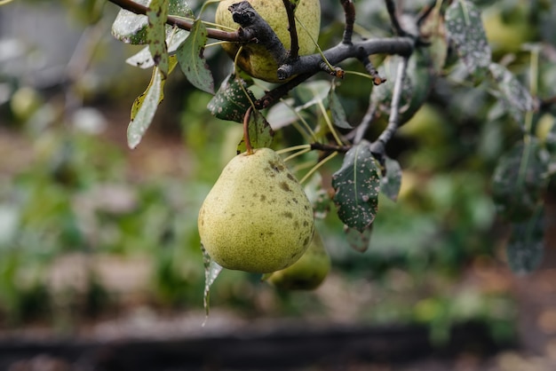 Peras maduras crescem close-up de árvores no jardim. Agricultura e alimentos orgânicos saudáveis.