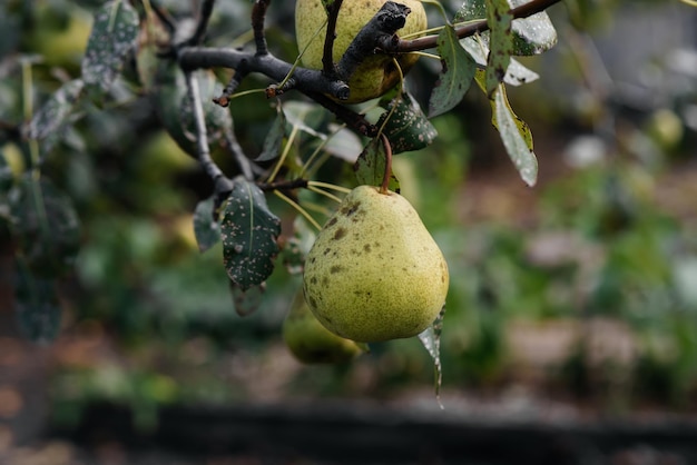 Peras maduras crescem em árvores no jardim Agricultura e alimentos orgânicos saudáveis Agricultura natural e ecológica