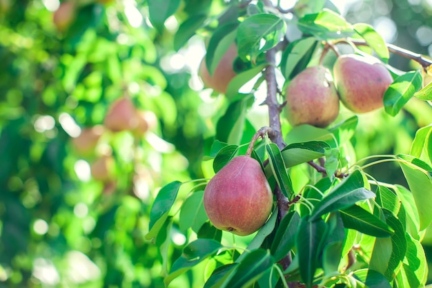 Las peras maduras orgánicas en el árbol.