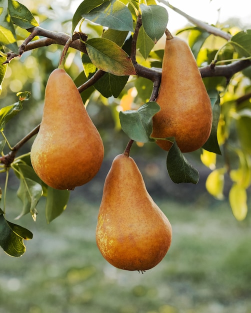 Peras marrons maduras frescas penduradas no galho do pomar para a colheita de alimentos no outono ao pôr do sol