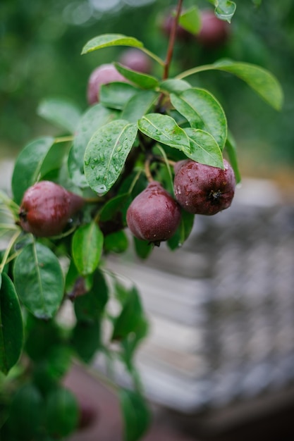 Foto peras orgánicas burdeos inmaduras en las ramas de los árboles en una vista de primer plano del huerto cultivo de plantas agrícolas frutas frescas el concepto de agronegocios y producción de alimentos