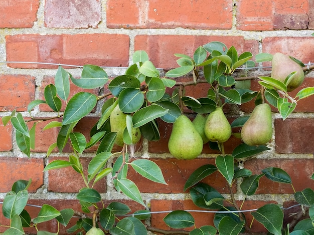 Peras que crecen contra una pared de ladrillos en Kent