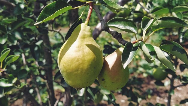 Peras en una rama Varias frutas listas para ser cosechadas y consumidas Plantas de jardín Pera madura en el jardín o granja Banner