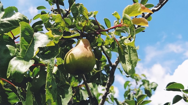Peras en una rama Varias frutas listas para ser cosechadas y consumidas Plantas de jardín Pera madura en el jardín o granja