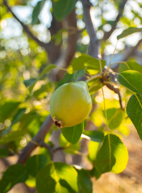 Peras verdes maduras Pyrus em um galho de perto