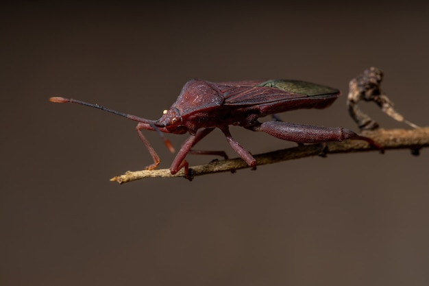 Percevejo adulto da espécie Athaumastus haematicus