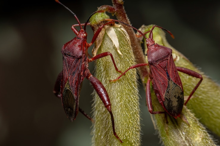Foto percevejo adulto da espécie athaumastus haematicus