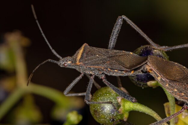 Percevejo adulto da espécie Phthiacnemia picta