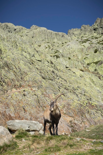 Percurso pedestre pelo parque natural da Serra de Gredos em Ávila.